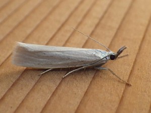 Crambus perlella