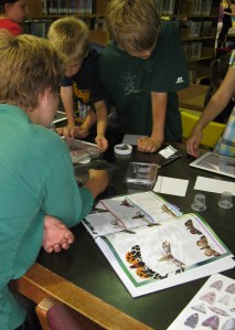 Identifying Live Moths 1