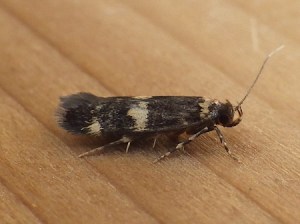 Oegoconia quadripuncta 2B