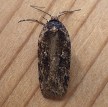 Agonopterix clemensella