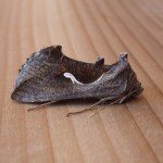 Anagrapha falcifera 5