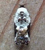 Acleris 11B