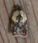 Acleris 13