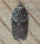 Acleris 14
