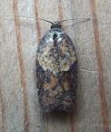 Acleris 17