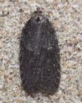 Acleris 18