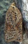 Acleris 19