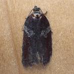 Acleris 2