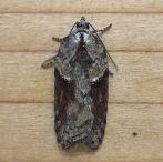 Acleris 4