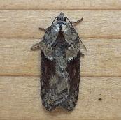 Acleris 4