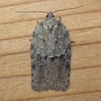 Acleris 5