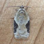 Acleris 6