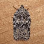 Acleris 8
