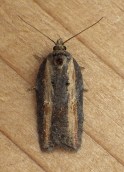 Acleris 9