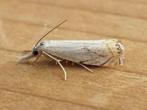 Crambus 11
