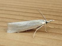 Crambus 3