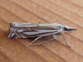 Crambus 7