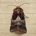 moth 30