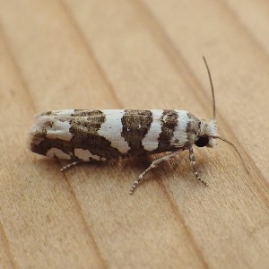 Eucosma B