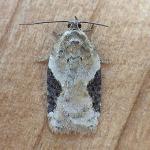 Acleris 11