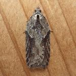 Acleris 5