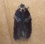 Acleris 6